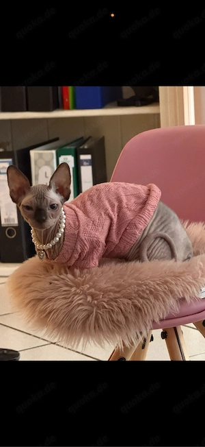 katzen Mädchen zu vermitteln geb 6.2025