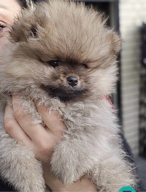 pomeranian Boo