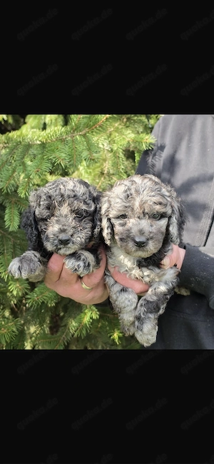 mini !!!!toy pudel !! mit blauen Augen!! merle welpen 