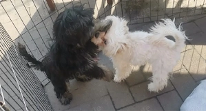 Morkie Welpe zu verkaufen