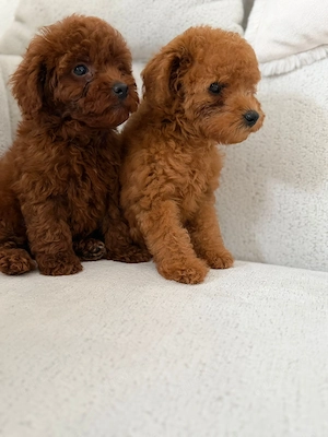 Top Pudel Welpe Preis ist zusammen !! Bild 2