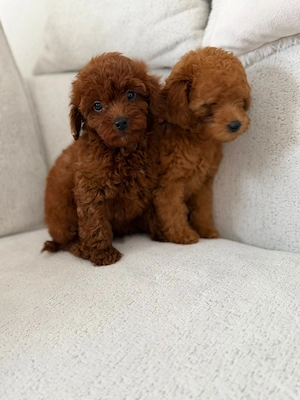 Top Pudel Welpe Preis ist zusammen !! Bild 4