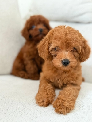 Top Pudel Welpe Preis ist zusammen !! Bild 3