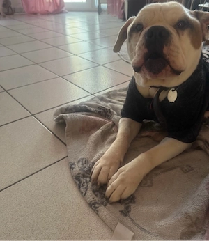 Amerikanische Bulldogge 7 Jahre Rüde