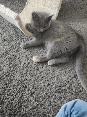 BKH Kitten dürfen ausziehen 