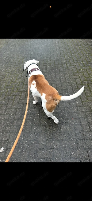 Amerikanische Bulldogge 7 Jahre Rüde