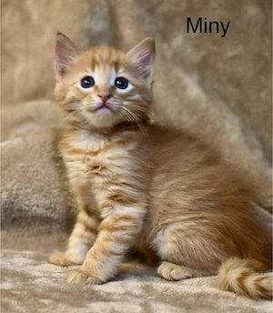 Liebevoller Katzennachwuchs sucht ein Zuhause