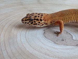 Leopardgecko Weibchen  Nachzucht