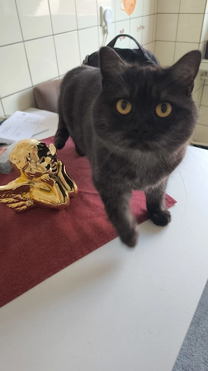 BKH Katze zu verkaufen 