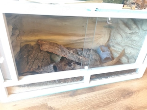 Leopardgeckos mit Terrarium 