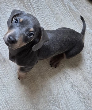 Dackel Welpen  in Sonderfarbe