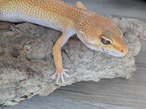 Leopardgecko Weibchen Nachzucht 