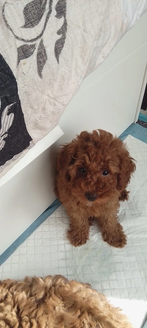 Toypudel Welpen kleine 