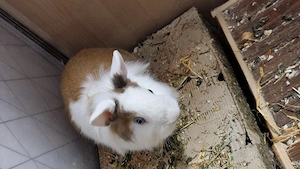 zwergkaninchen rammler