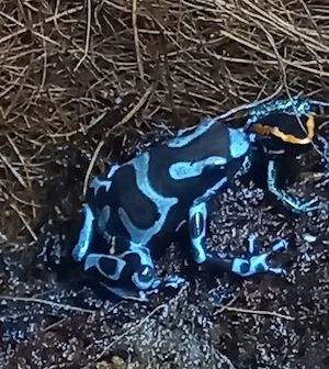 Dendrobates auratus 