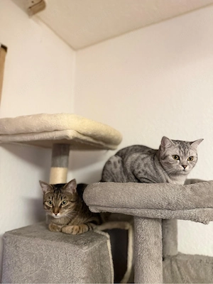 Schweren Herzens müssen wir unser wundervolles Katzenpärchen abgeben   