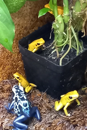 Phyllobates terribilis 