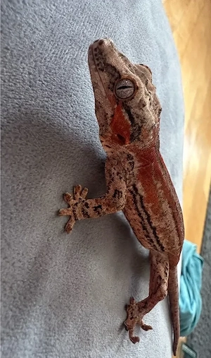 Höckerkopfgecko (Rhacodactylus auriculatus)