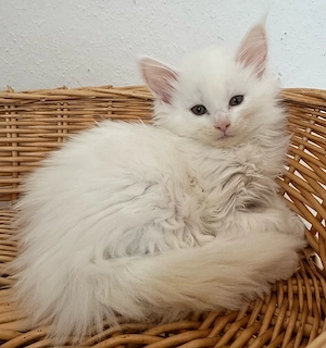 Maine Coon Kitten