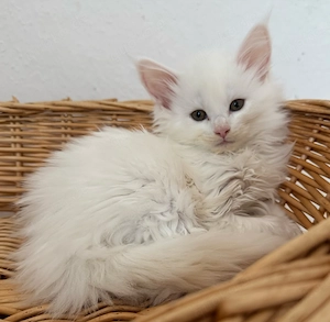 Maine Coon Kitten