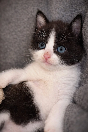 Süßer BLH EHK Mix Kater 