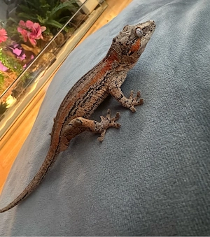 Höckerkopfgecko (Rhacodactylus auriculatus)