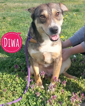 Diwa, Traum - Mischlingshündin, Polarhund Labrador Mix