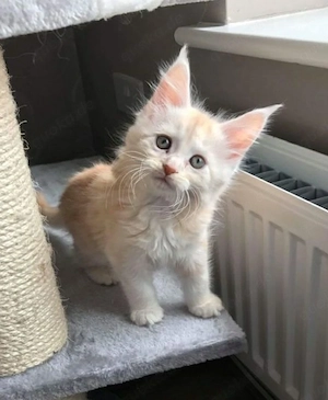 Liebevolle Maine-Coon-Kätzchen suchen ein neues Zuhause