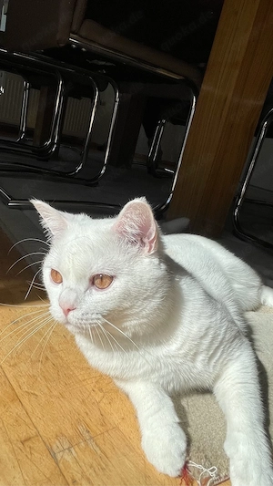 Liebvoller Kater sucht ein neues Zuhause Bild 3