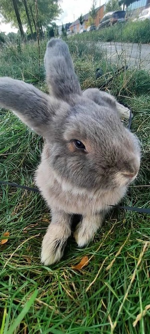 3 Kaninchen in liebevolle hände