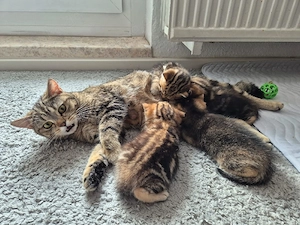 Reinrassige BKH Junge sucht neues Zuhause Bild 4