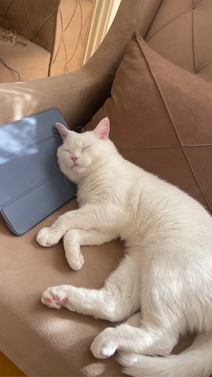 Liebvoller Kater sucht ein neues Zuhause Bild 2