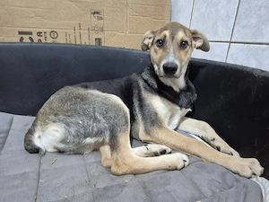 Welpenhündin 175607 sucht ihre Menschen, magst DU das sein?