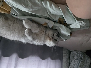 BKH Reinrassiger Deckkater Bild 6