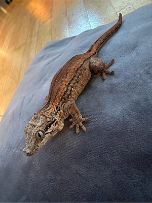 Höckerkopfgecko (Rhacodactylus auriculatus) 