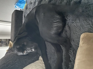 Deckrüde 2 Jahre alt 