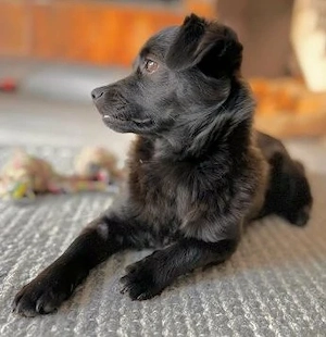 Pfiffiger Bruno - klein aber oho!