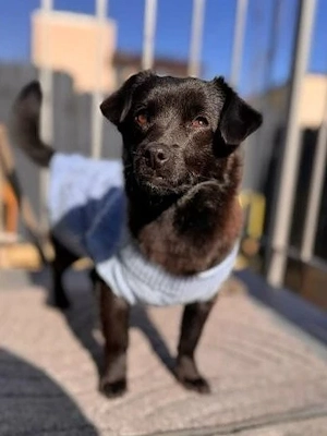 Pfiffiger Bruno - klein aber oho!