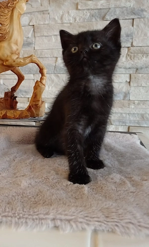 Süße Katze zu verkaufen Vater ist Britisch Kurzhaar BKH