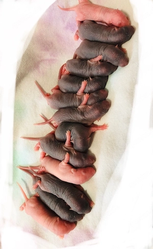 Farbratten Nachwuchs