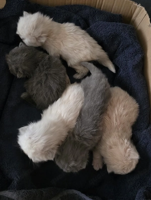       Liebevolle Perserkitten suchen ein Zuhause