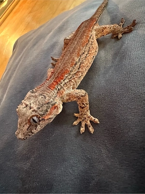 Höckerkopfgecko (Rhacodactylus auriculatus) 