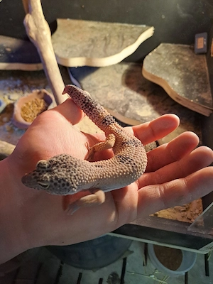 Leopardgeckos 