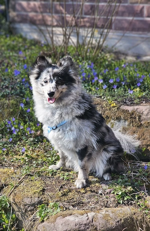 Kleinspitz sucht neues Zuhause