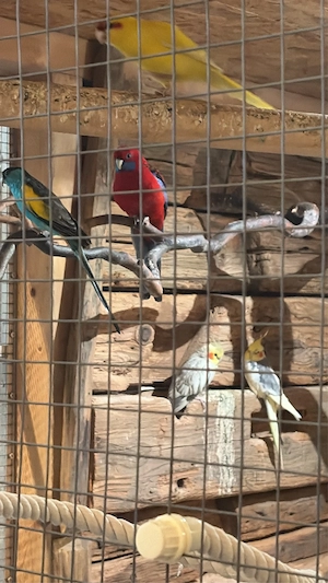 1,1 ZP Pennantsittich 