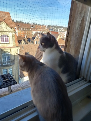 Tom und Jerry suchen ein tolles Zuhause 