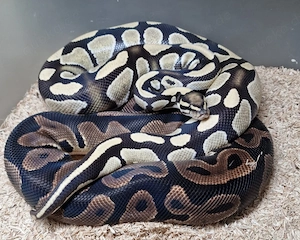1,0 Desert Ghost het.Cryptic (Zuchttier)