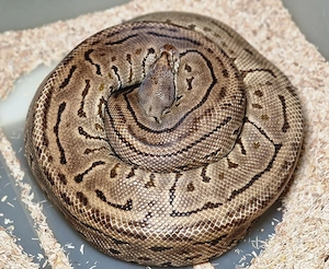 0,1 Spotnose Leopard Pinstripe het.Piebald