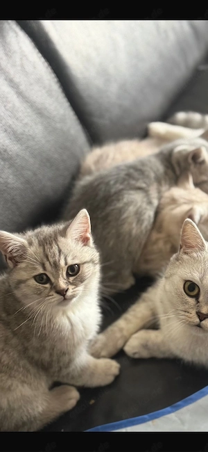 1. kitten bkh abzugeben