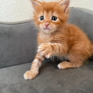 Erstklassige männliche und weibliche Maine-Coon-Kätzchen